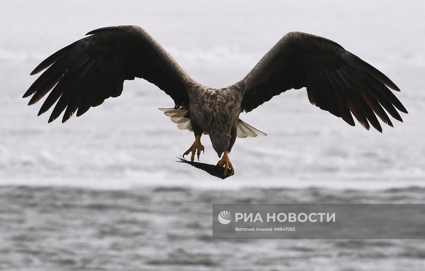 Зимовка краснокнижных белохвостых орланов в Приморском крае