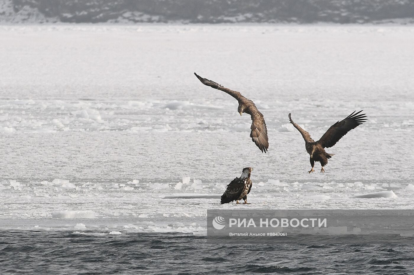 Зимовка краснокнижных белохвостых орланов в Приморском крае