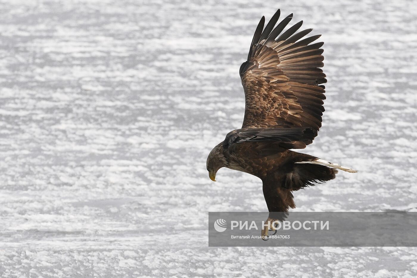 Зимовка краснокнижных белохвостых орланов в Приморском крае