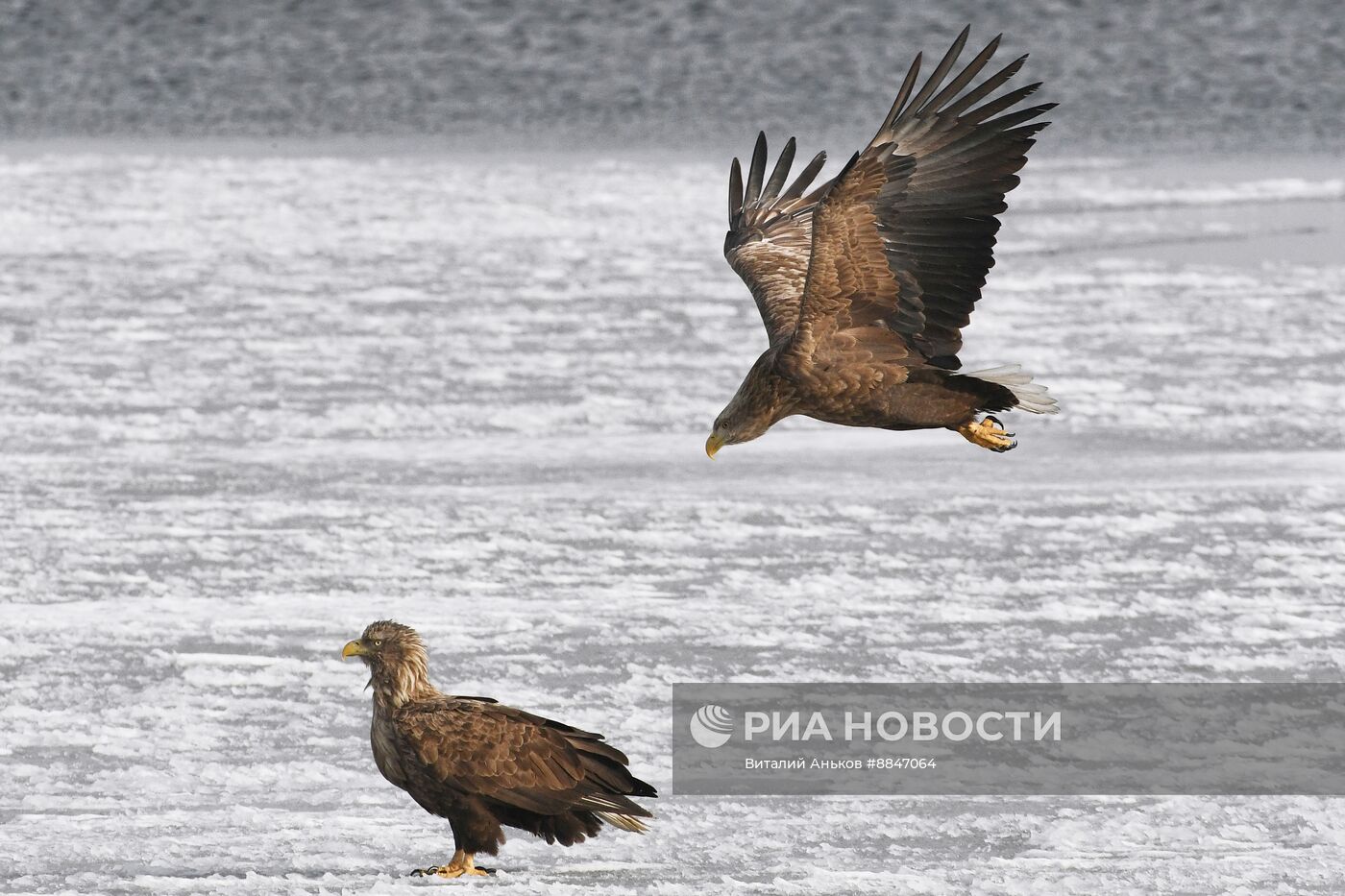 Зимовка краснокнижных белохвостых орланов в Приморском крае