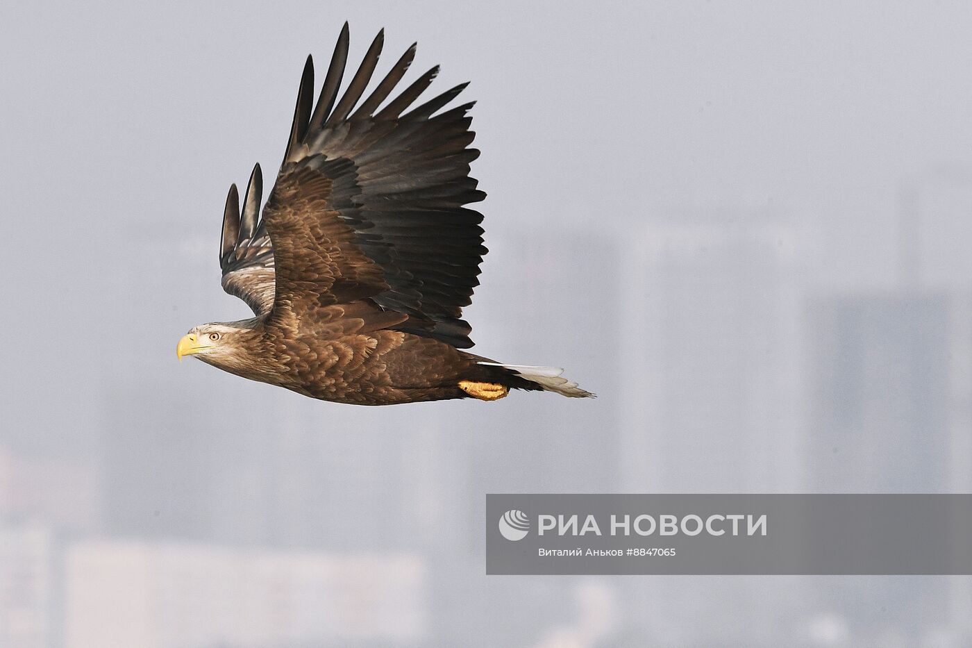 Зимовка краснокнижных белохвостых орланов в Приморском крае