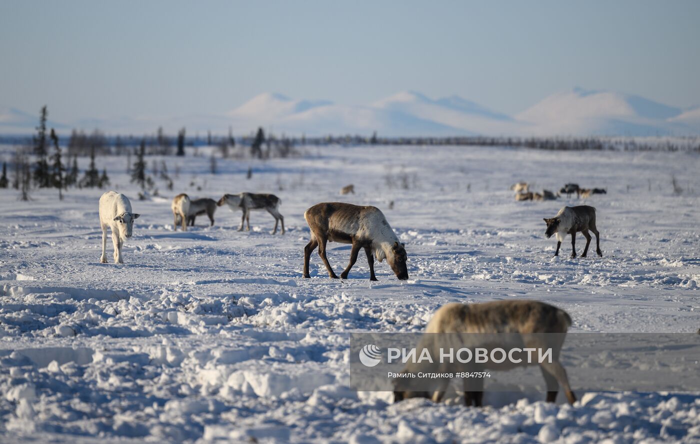 Трудовые династии. Ямал