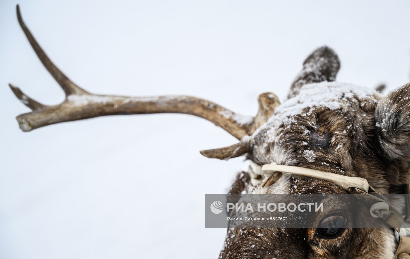 Трудовые династии. Ямал