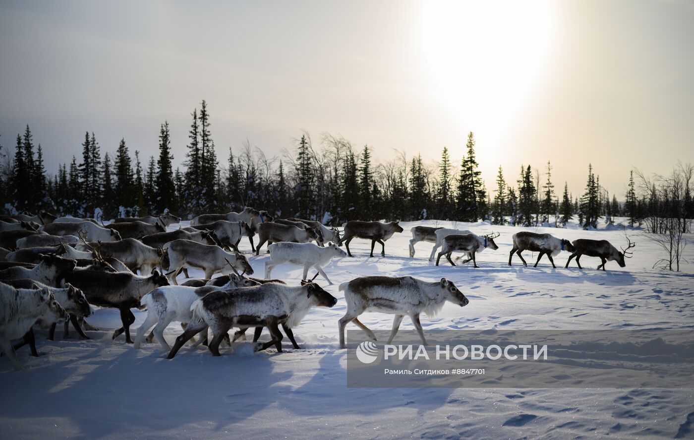 Трудовые династии. Ямал