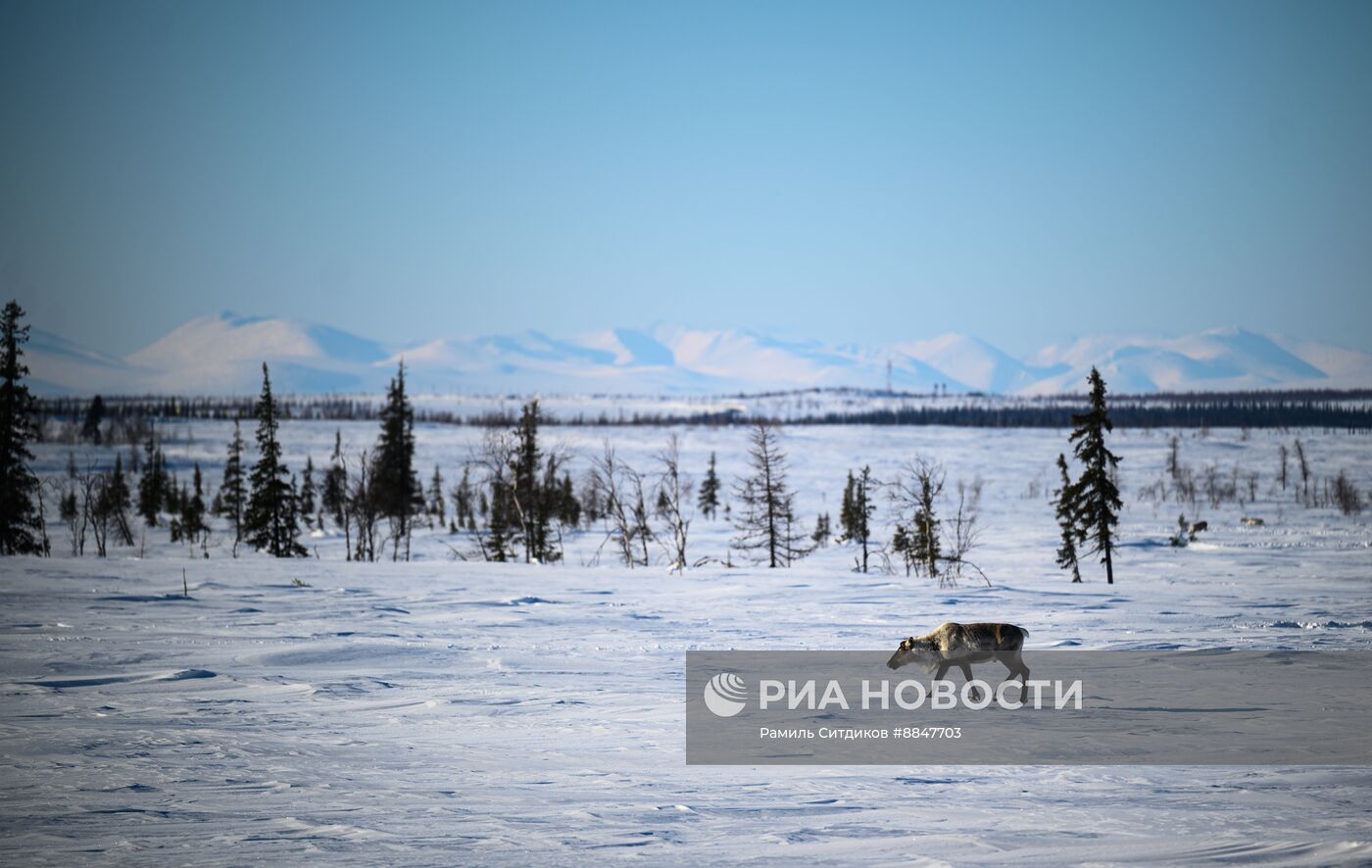 Трудовые династии. Ямал