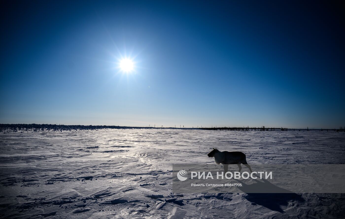 Трудовые династии. Ямал