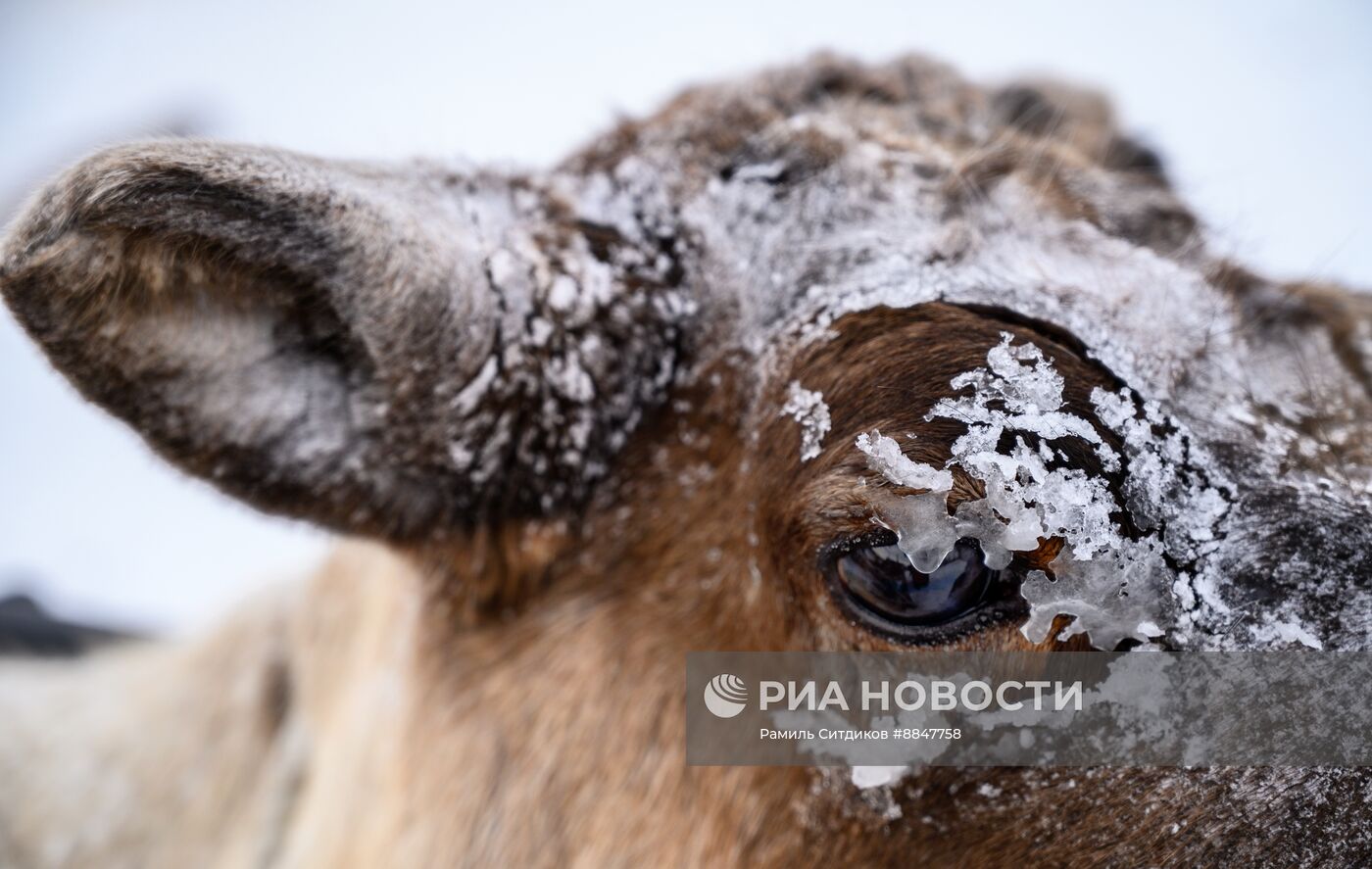 Трудовые династии. Ямал