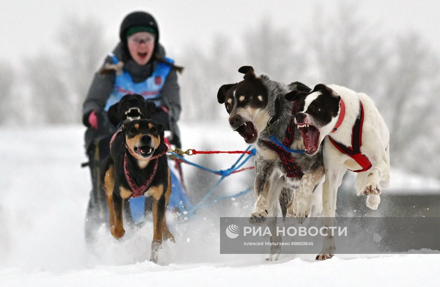 Соревнования по ездовому спорту в Омской области