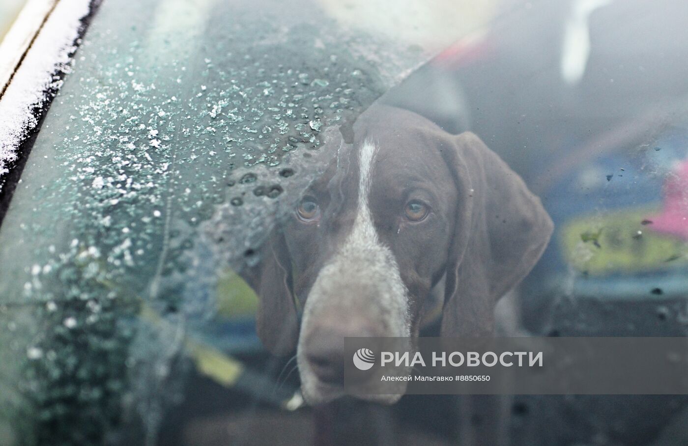 Соревнования по ездовому спорту в Омской области