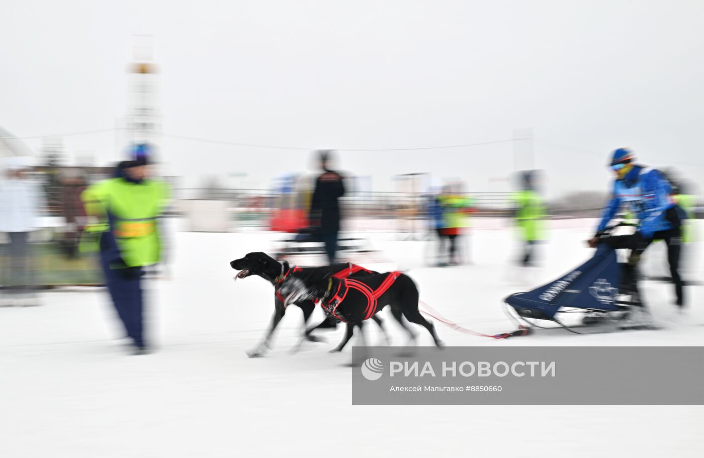 Соревнования по ездовому спорту в Омской области