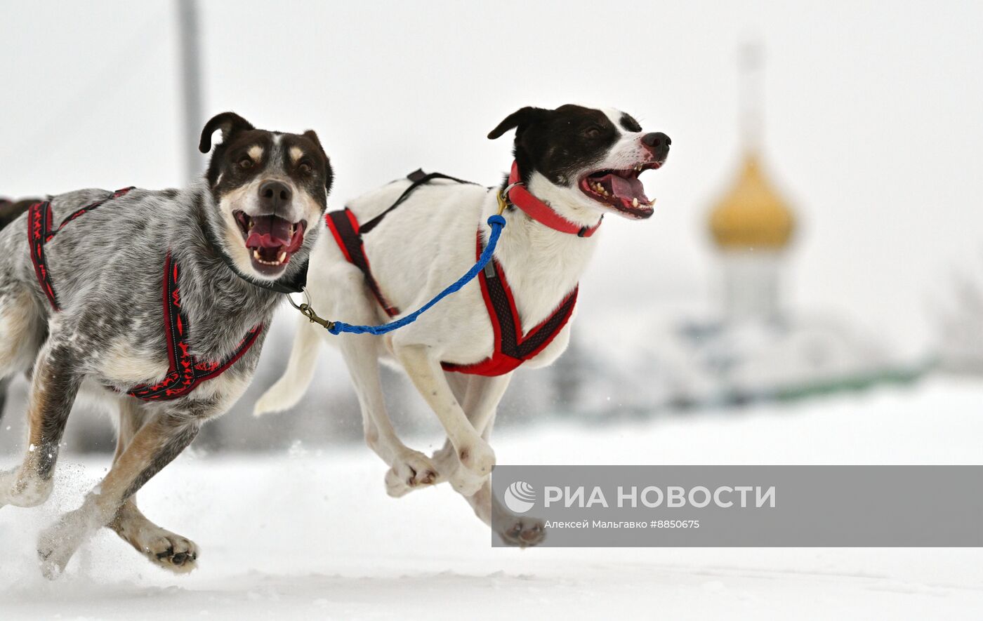 Соревнования по ездовому спорту в Омской области