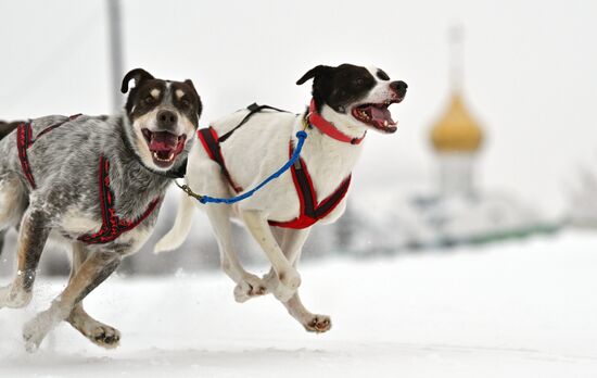 Соревнования по ездовому спорту в Омской области