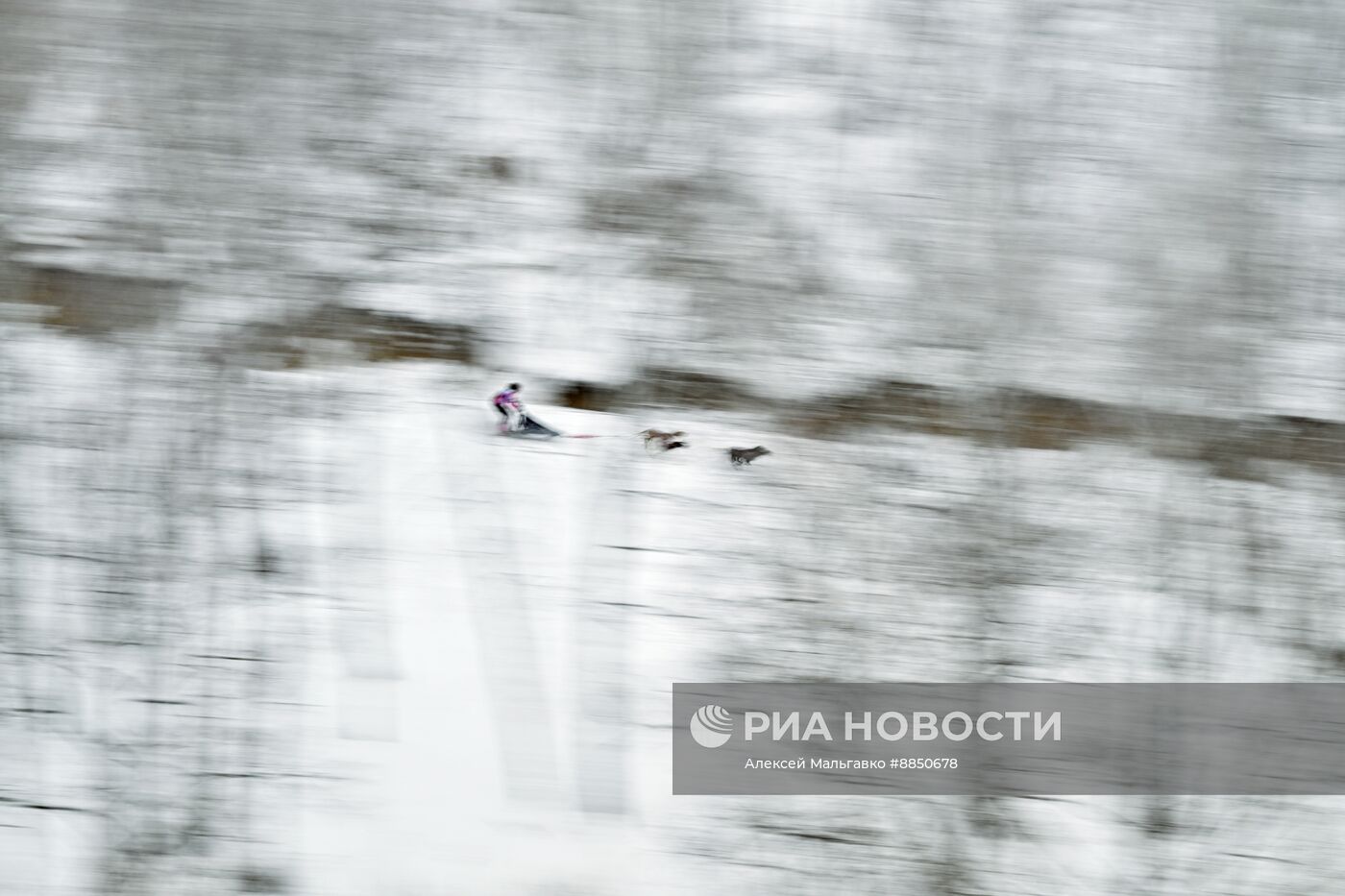 Соревнования по ездовому спорту в Омской области