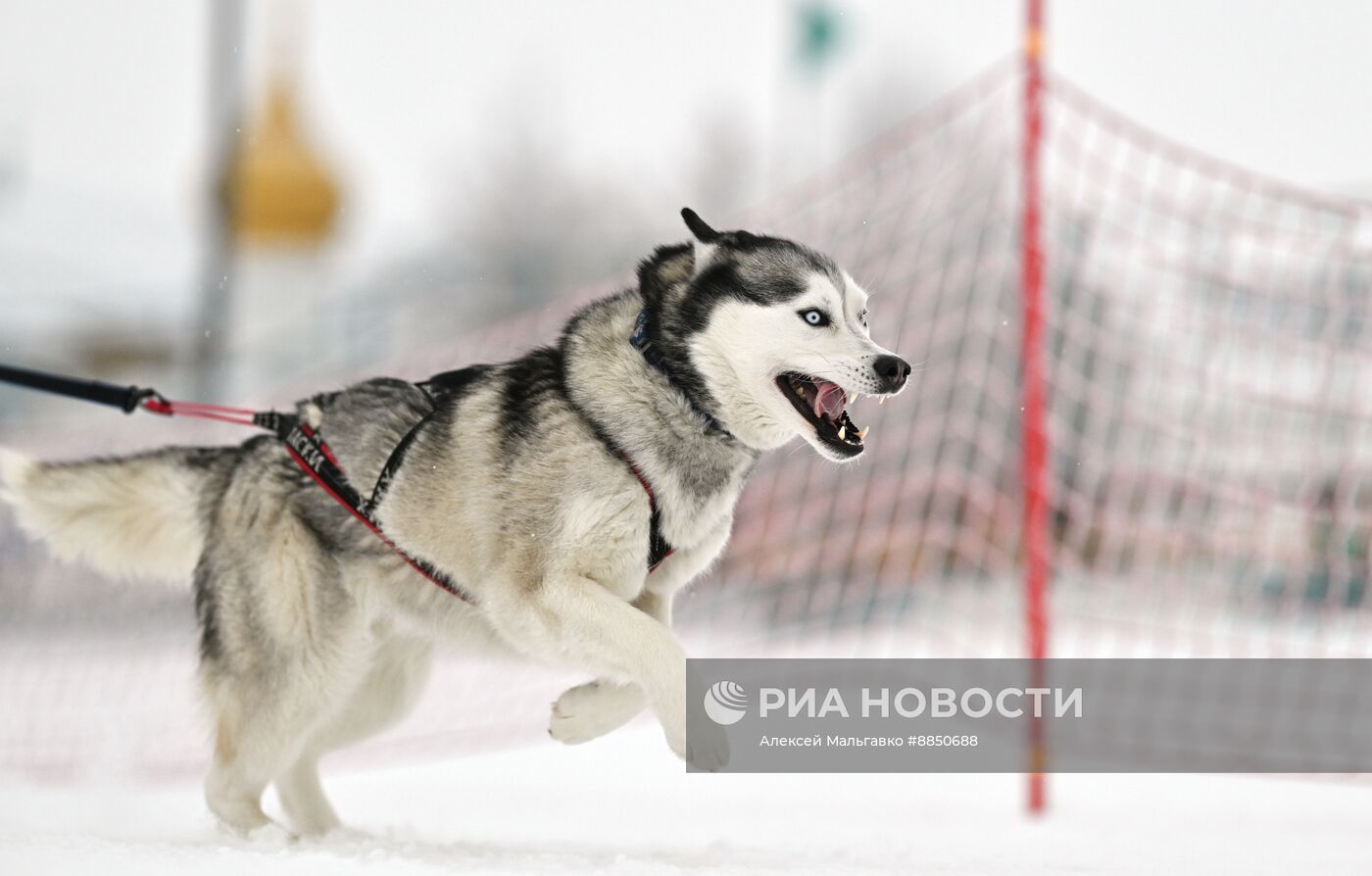 Соревнования по ездовому спорту в Омской области