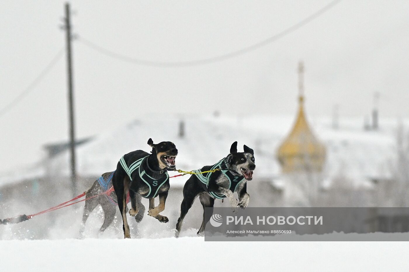 Соревнования по ездовому спорту в Омской области