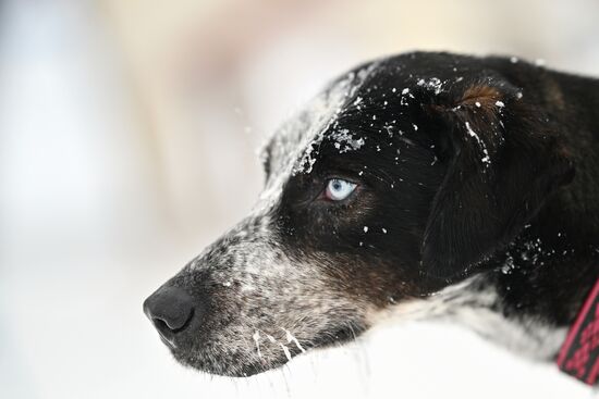 Соревнования по ездовому спорту в Омской области