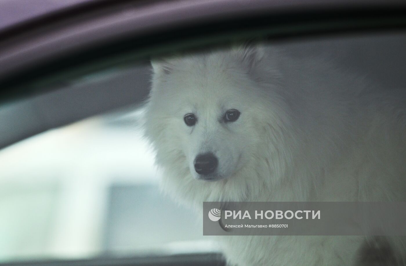 Соревнования по ездовому спорту в Омской области