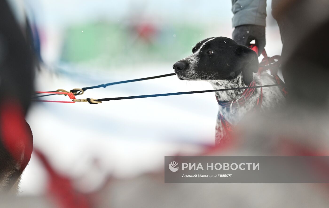 Соревнования по ездовому спорту в Омской области