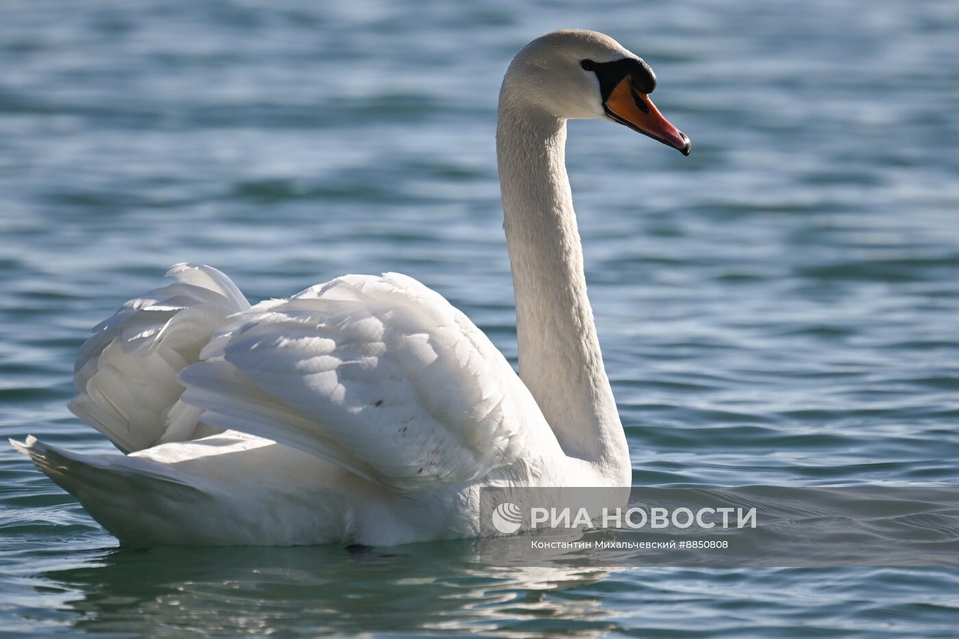Лебединое озеро в Евпатории