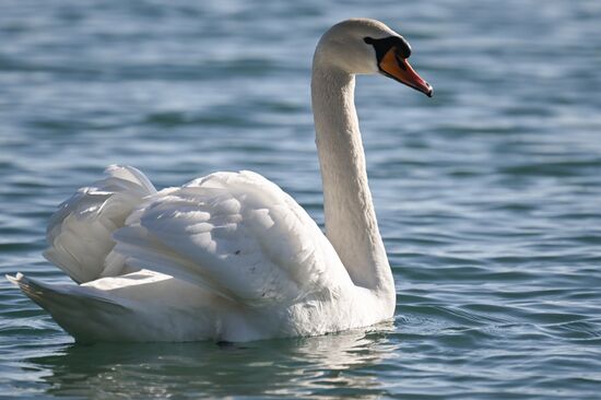Лебединое озеро в Евпатории