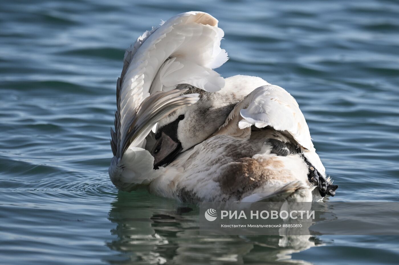 Лебединое озеро в Евпатории