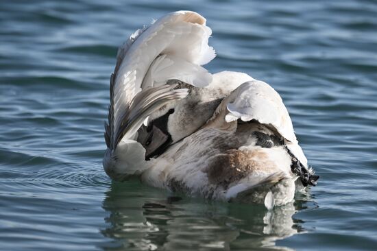 Лебединое озеро в Евпатории