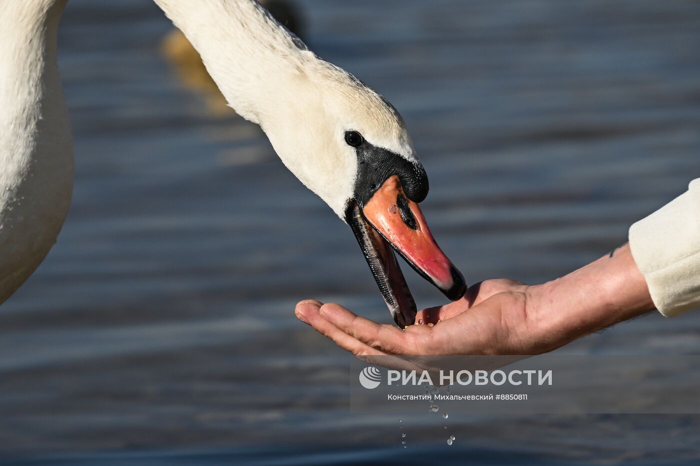 Лебединое озеро в Евпатории