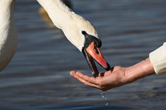Лебединое озеро в Евпатории