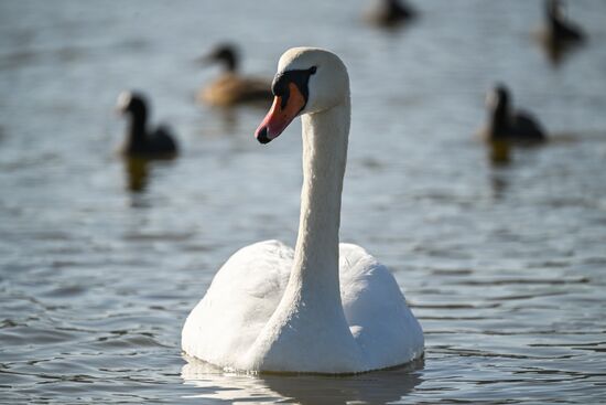 Лебединое озеро в Евпатории
