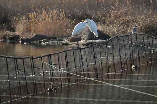 Лебединое озеро в Евпатории