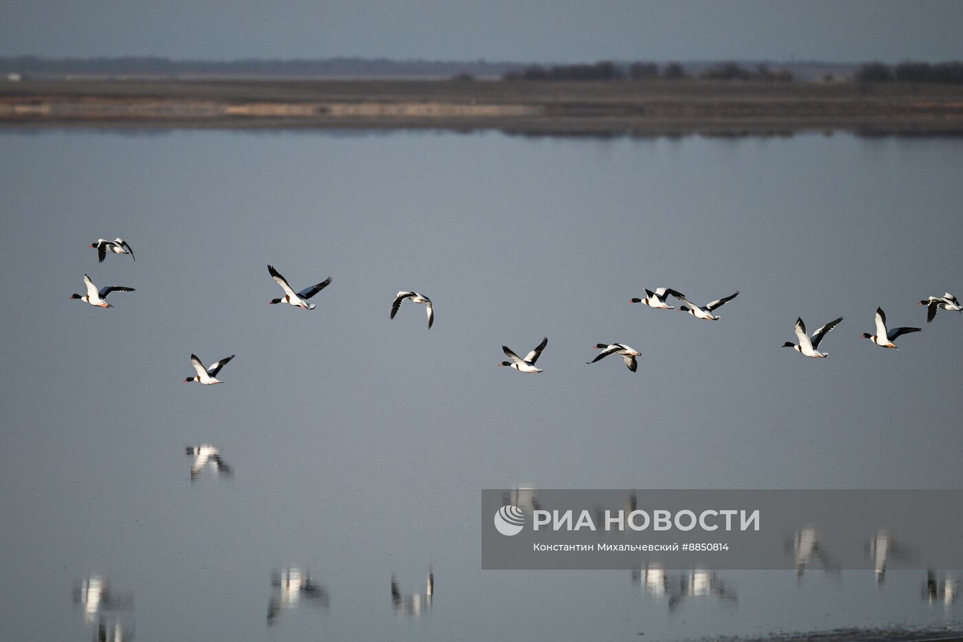 Лебединое озеро в Евпатории