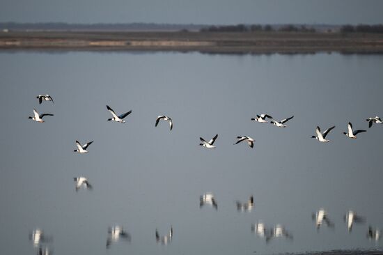 Лебединое озеро в Евпатории