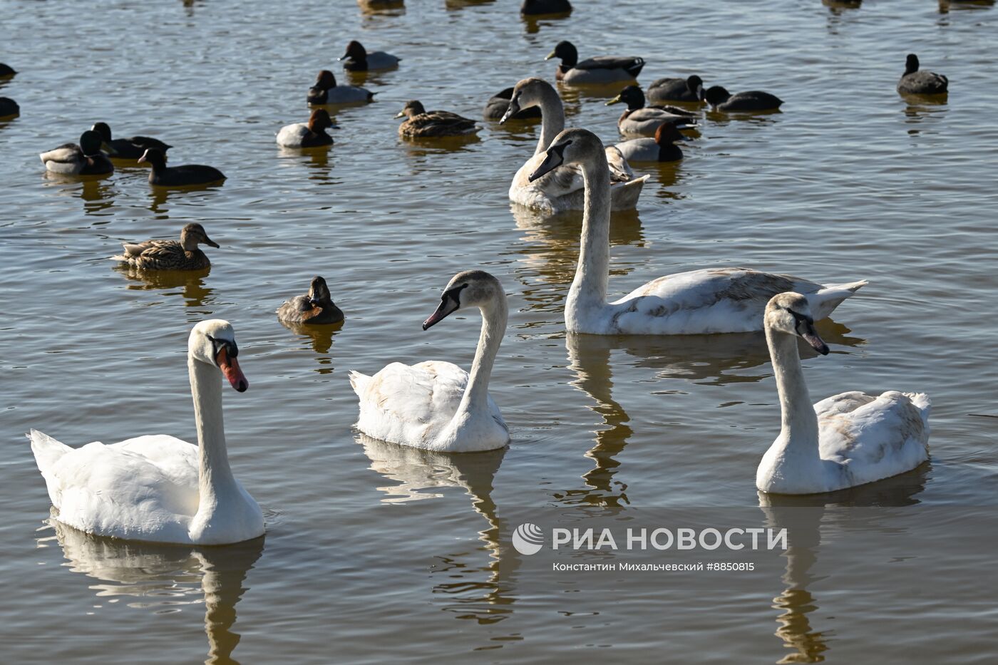 Лебединое озеро в Евпатории