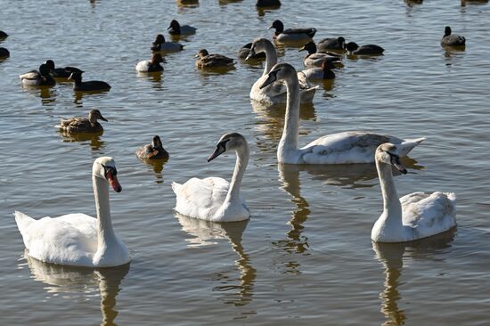 Лебединое озеро в Евпатории
