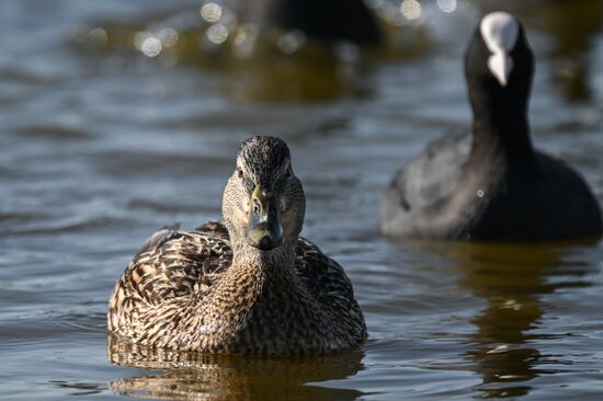 Лебединое озеро в Евпатории