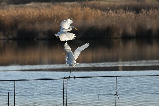 Лебединое озеро в Евпатории
