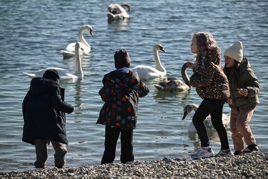 Лебединое озеро в Евпатории