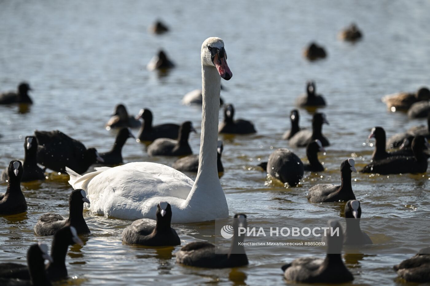 Лебединое озеро в Евпатории