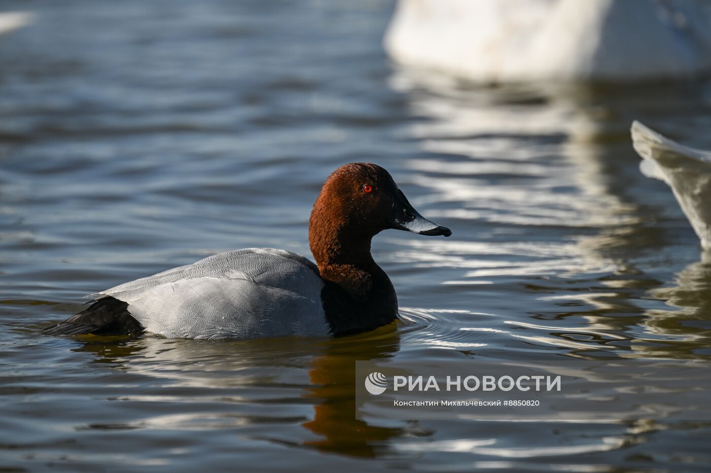 Лебединое озеро в Евпатории