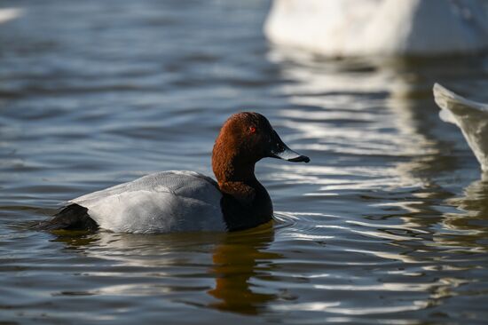 Лебединое озеро в Евпатории