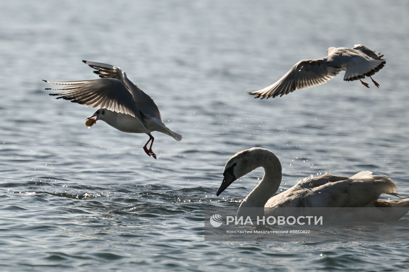 Лебединое озеро в Евпатории