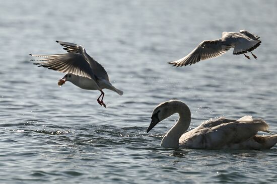Лебединое озеро в Евпатории