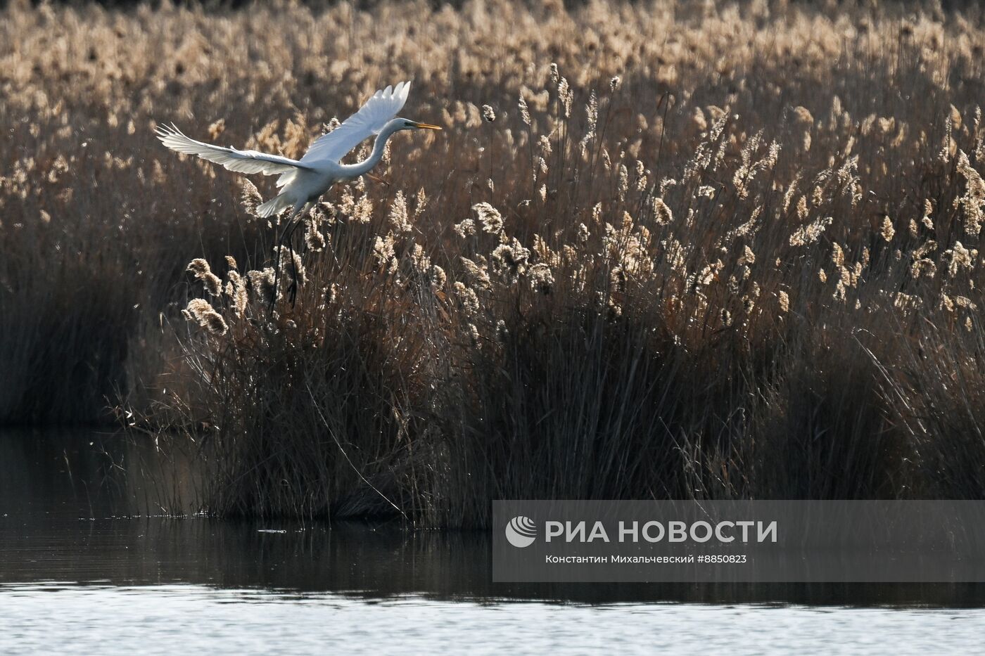 Лебединое озеро в Евпатории
