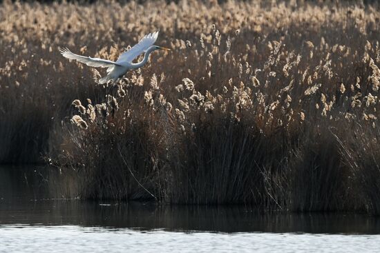 Лебединое озеро в Евпатории