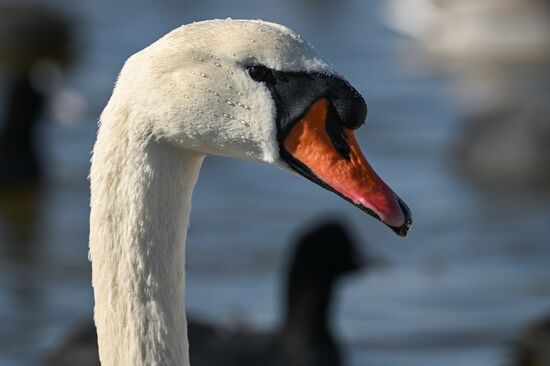 Лебединое озеро в Евпатории