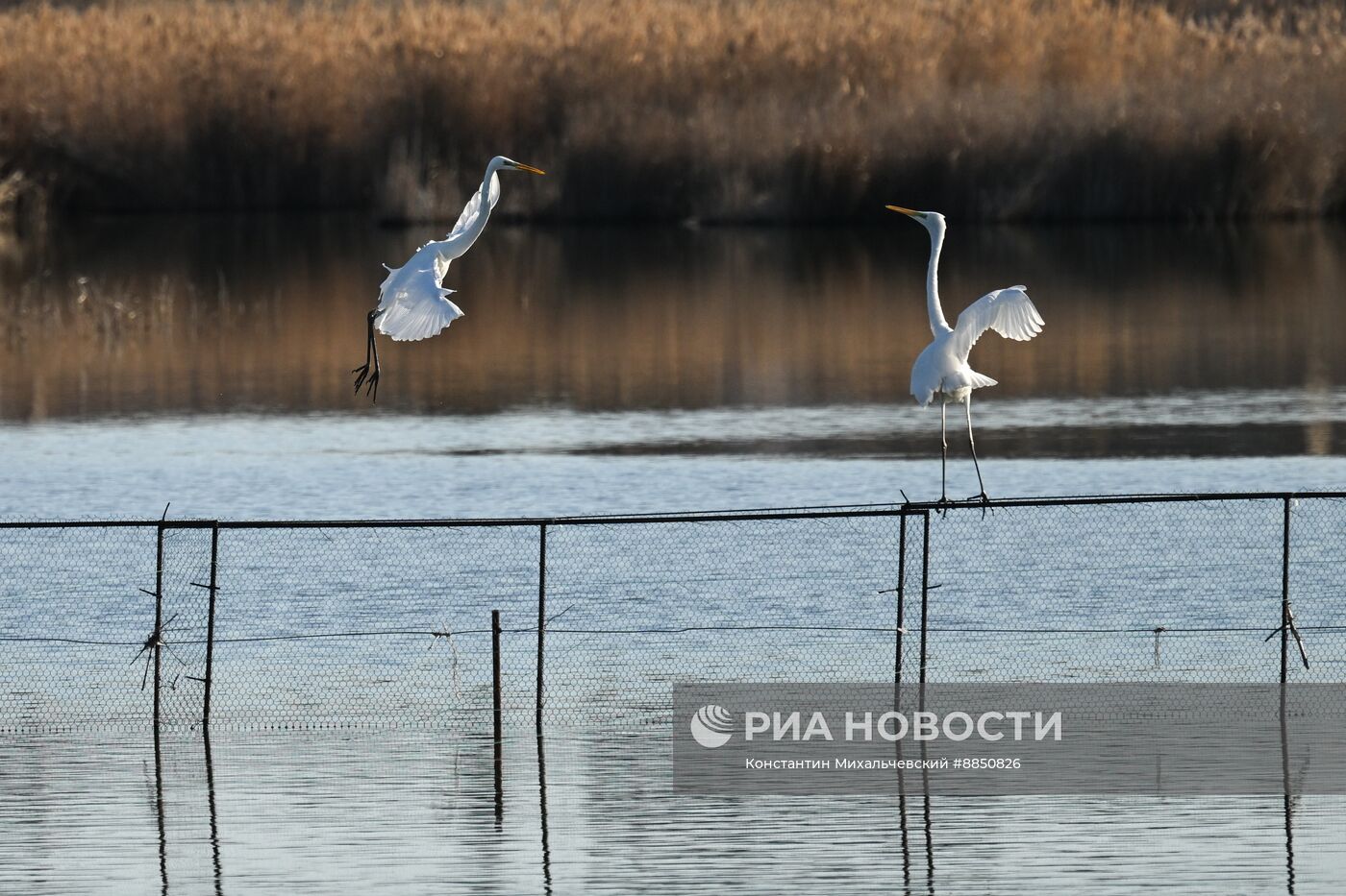 Лебединое озеро в Евпатории