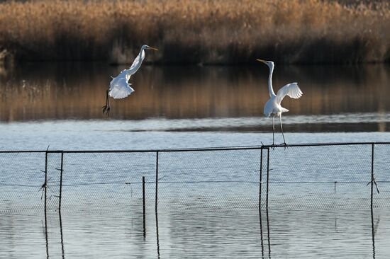 Лебединое озеро в Евпатории