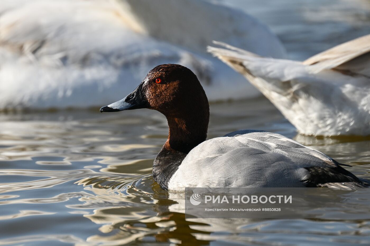 Лебединое озеро в Евпатории