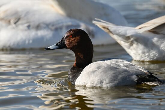 Лебединое озеро в Евпатории
