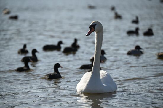 Лебединое озеро в Евпатории